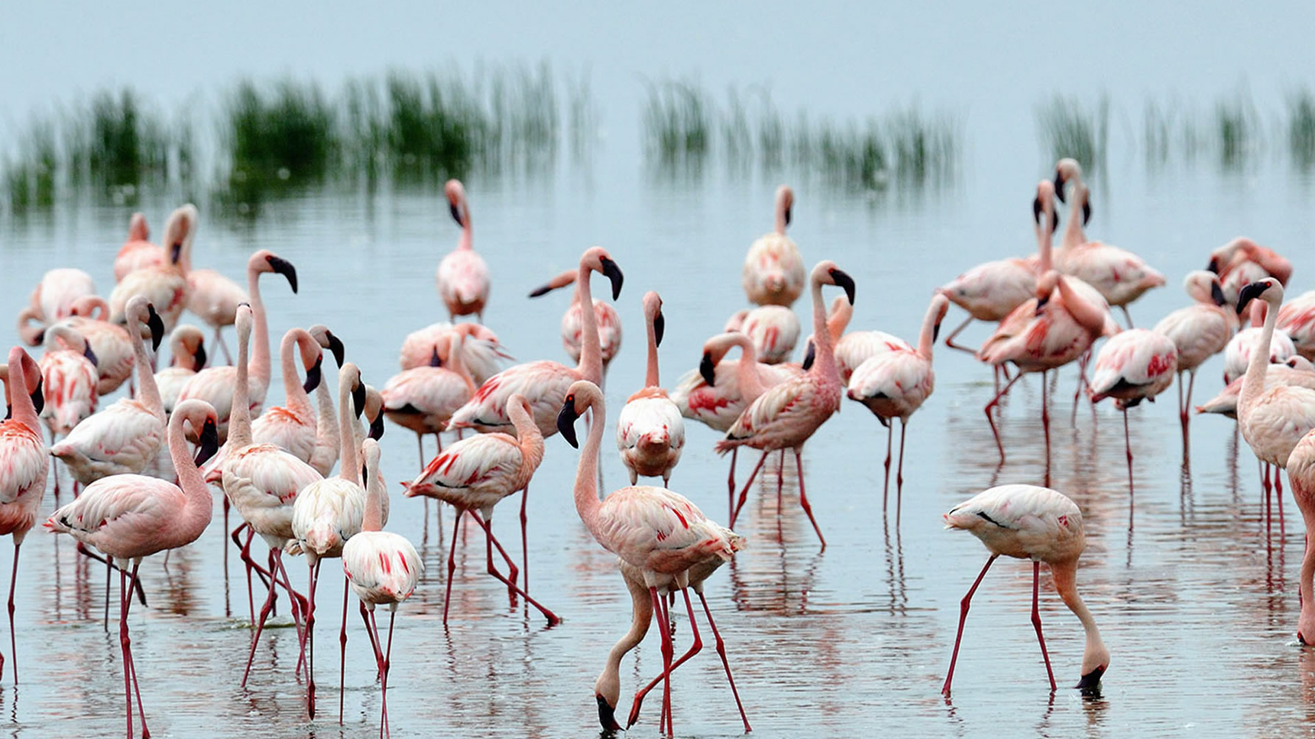 Daytrip to Lake Nakuru National Park Daytrip to Lake Nakuru National Park