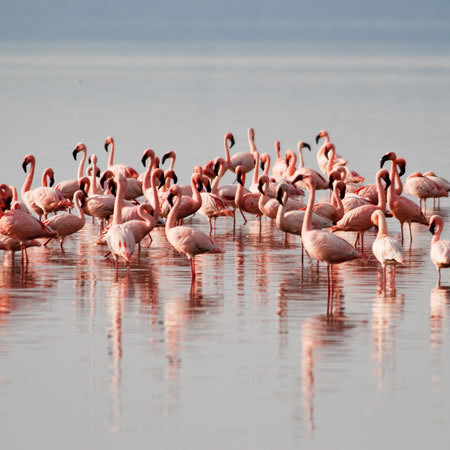 lake nakuru national park