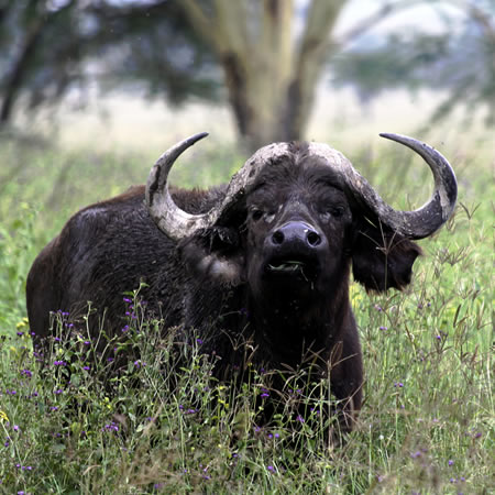 lake nakuru national park