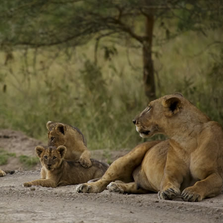 lake nakuru national park