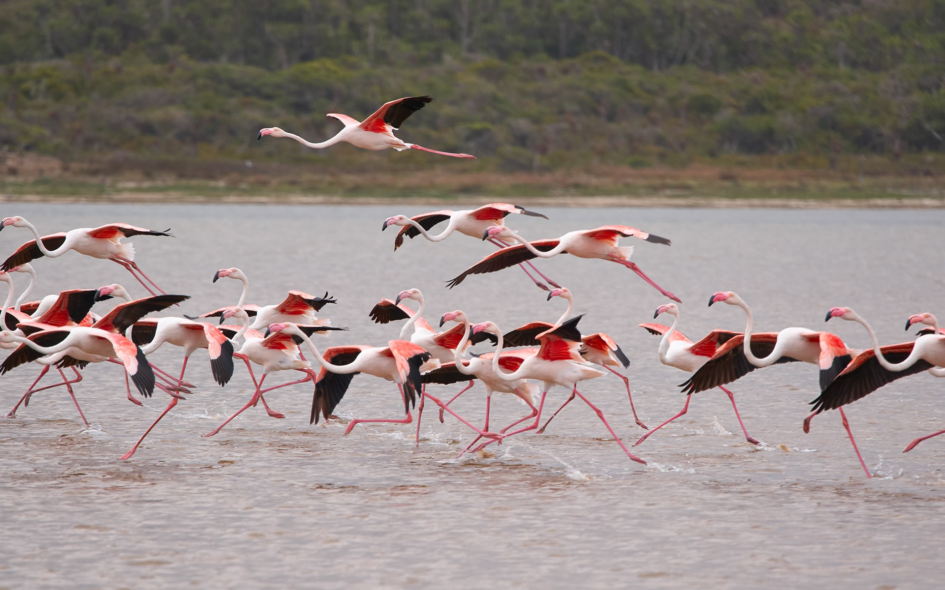 lake nakuru national park