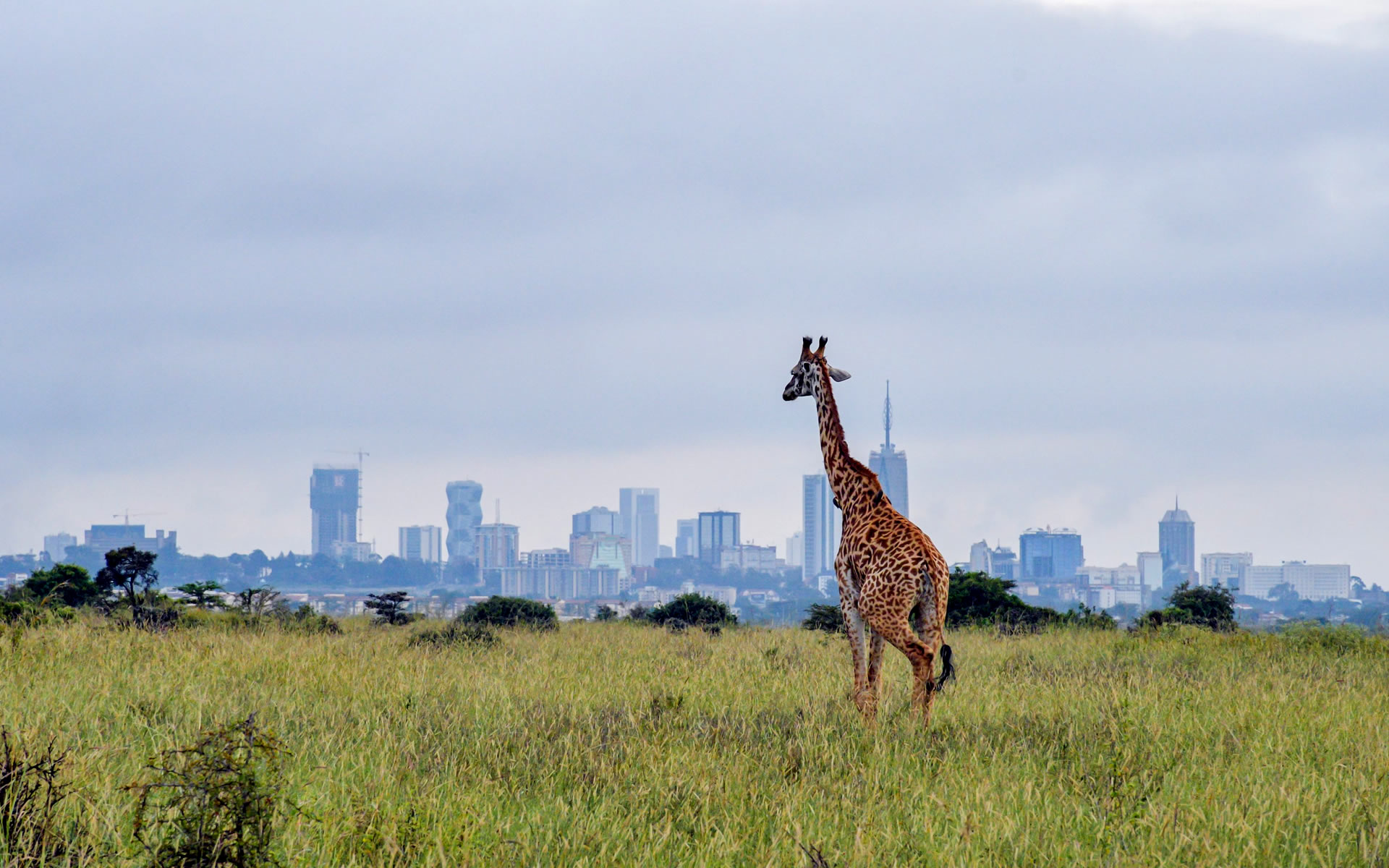 Nairobi National Park Across Wilderness Expedition Nairobi National Park Across Wilderness Expedition