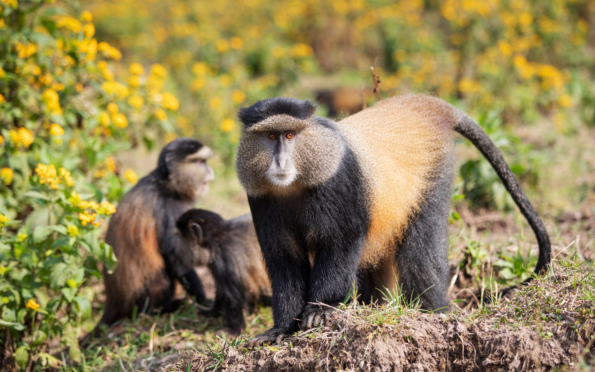 Volcanoes National Park Across Wilderness Expedition