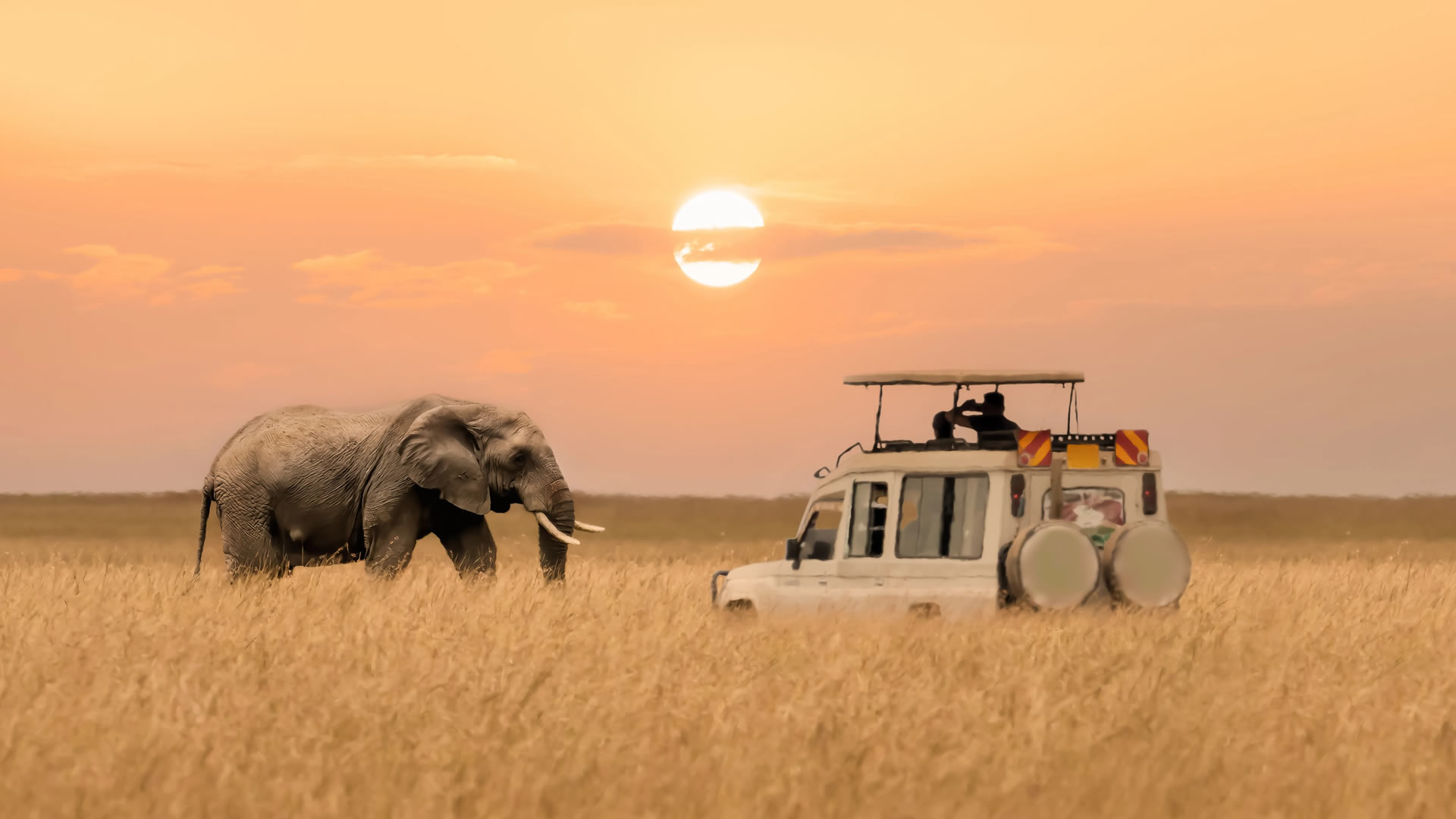 wildlife safaris