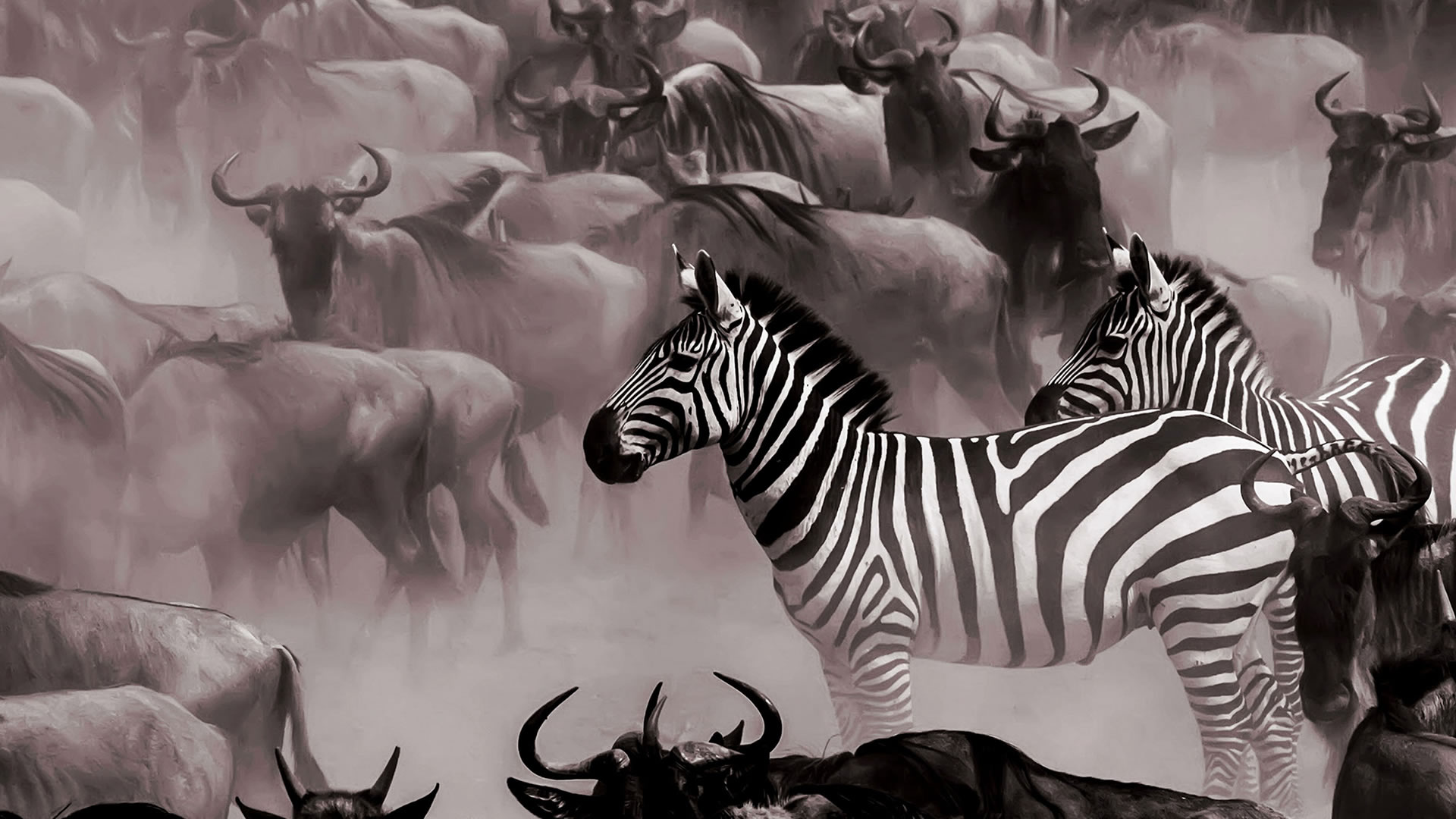 wildebeest migration wildebeest migration