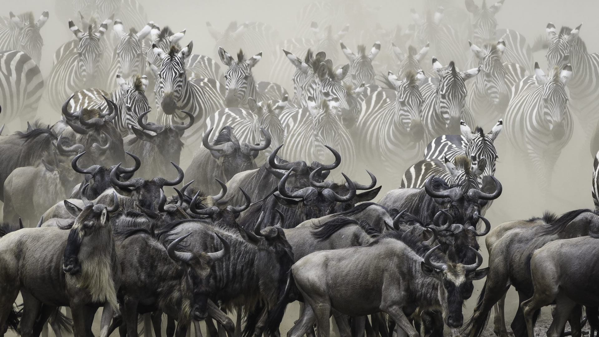 wildebeest migration wildebeest migration